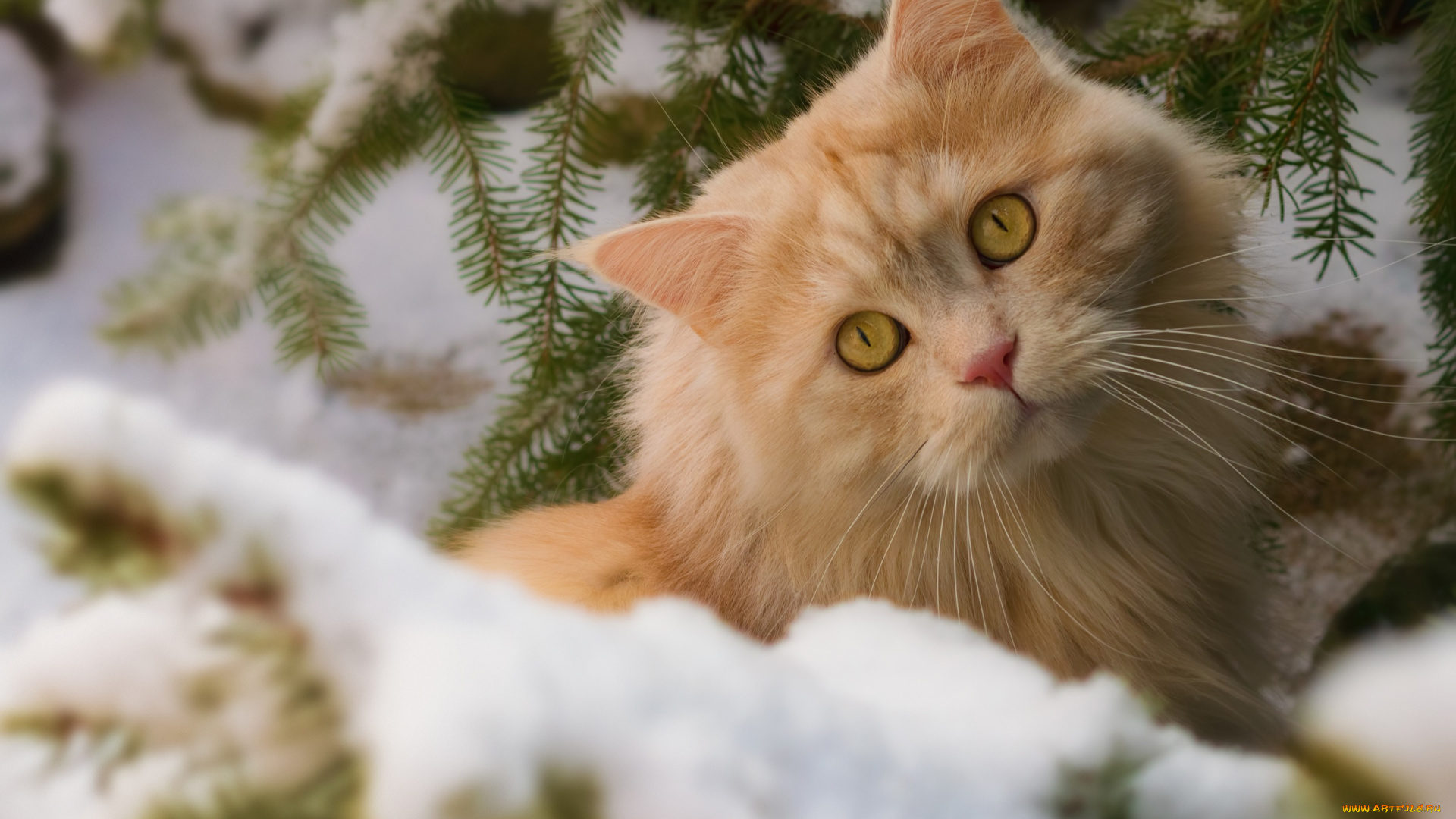 животные, коты, снег, взгляд, рыжий, кот, зима, кошка, ветки, мордочка