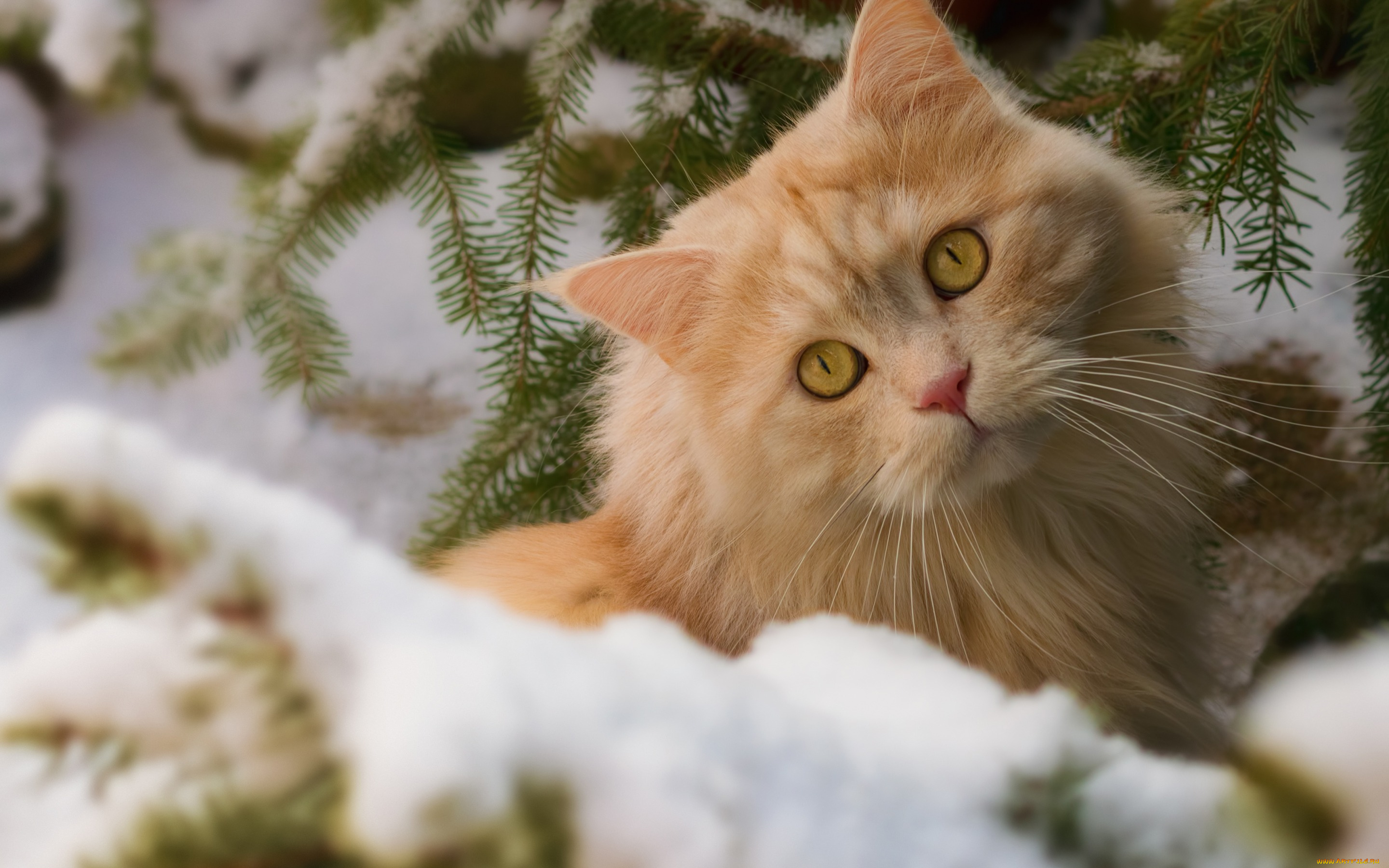 животные, коты, снег, взгляд, рыжий, кот, зима, кошка, ветки, мордочка