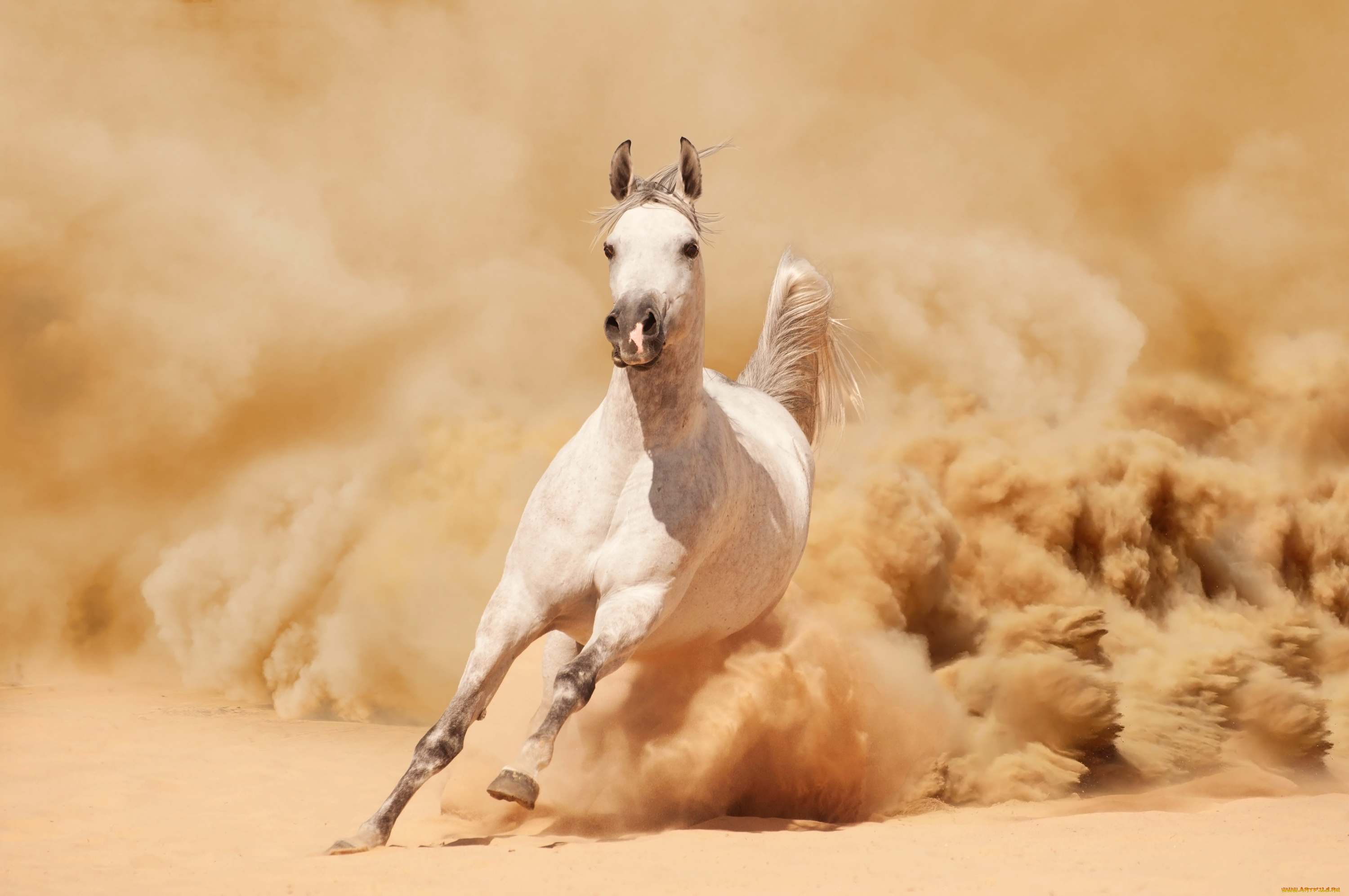 животные, лошади, песок, пыль, белый, конь, лошадь