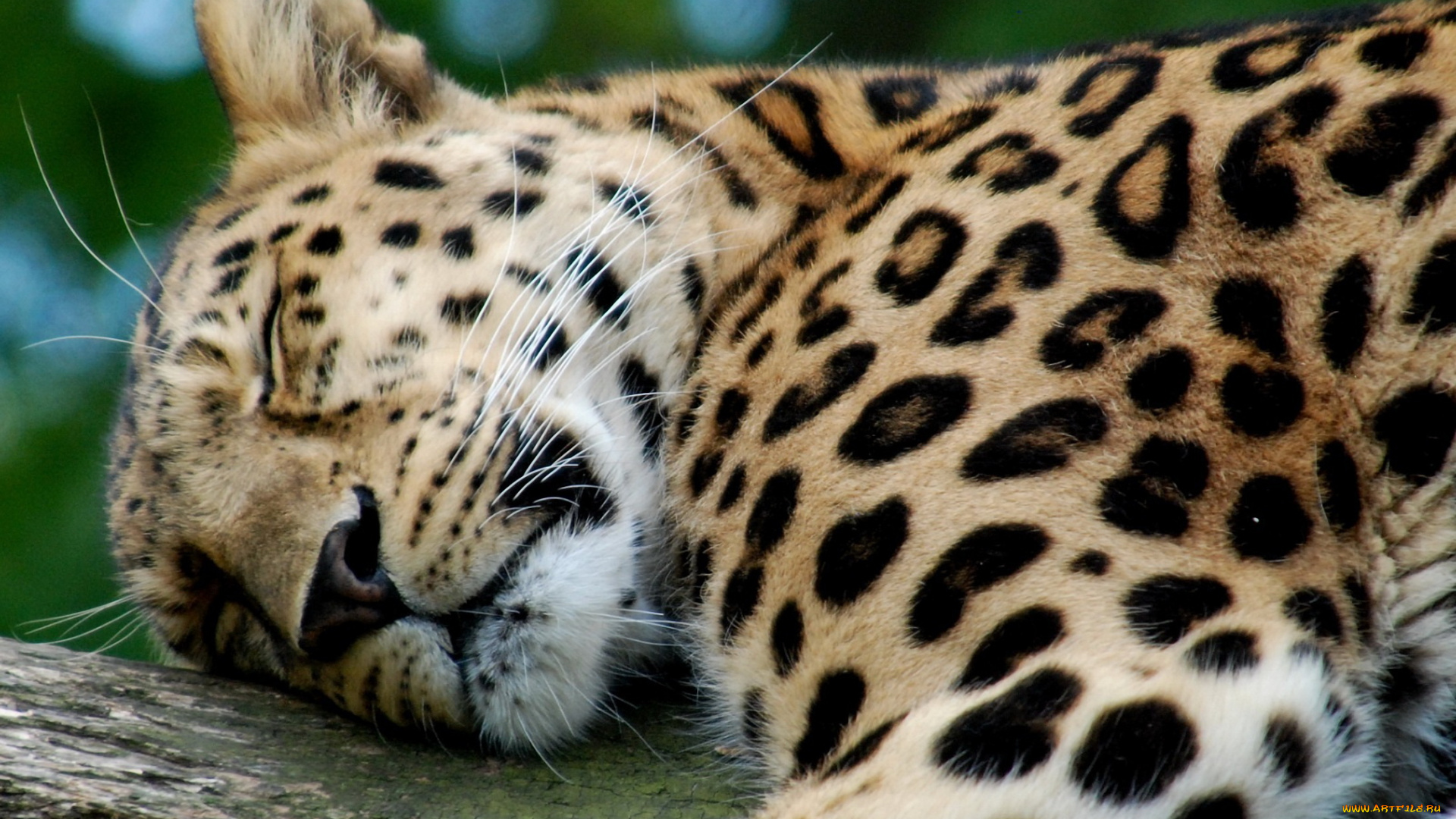 животные, леопарды, леопард, лежит, спит, отдых, дерево