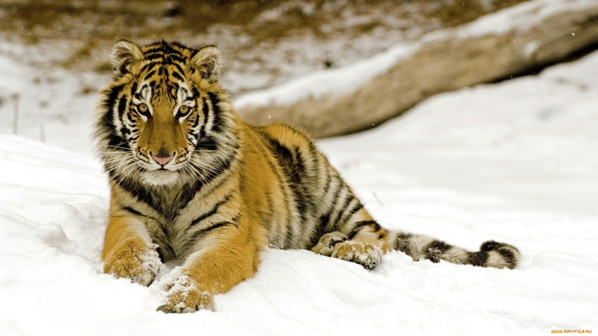 животные, тигры, снег, тигр, лежит