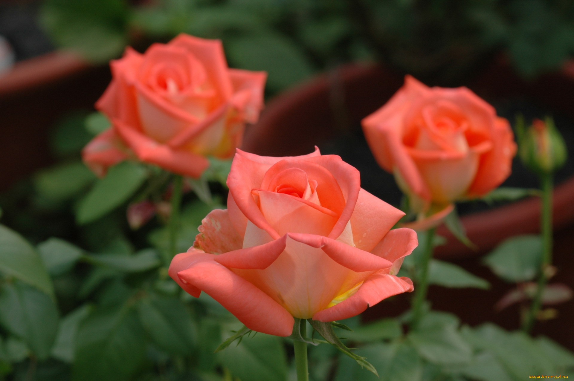 цветы, розы, персиковый