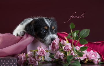 Картинка животные собаки розы щенок ткань цветы джек-рассел-терьер