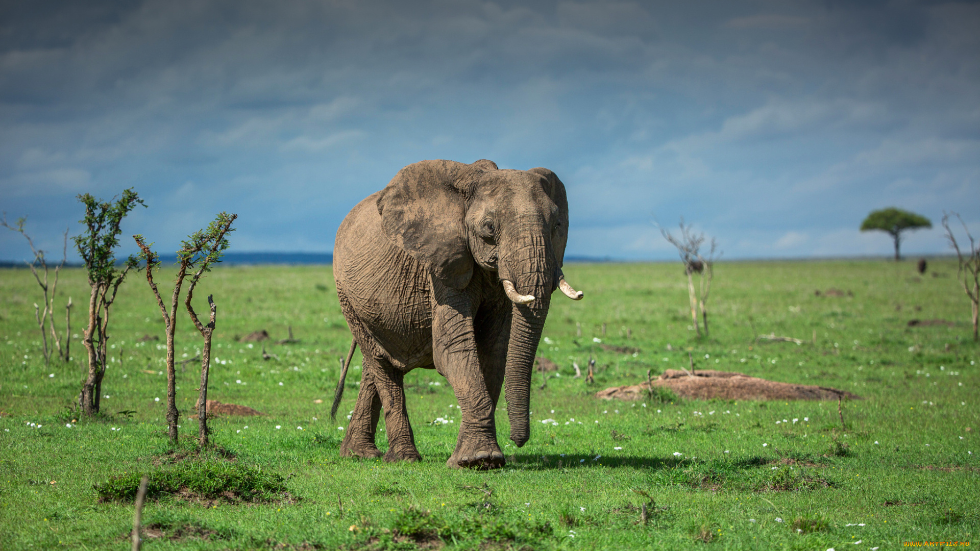 животные, слоны, африка, трава, луг, слон
