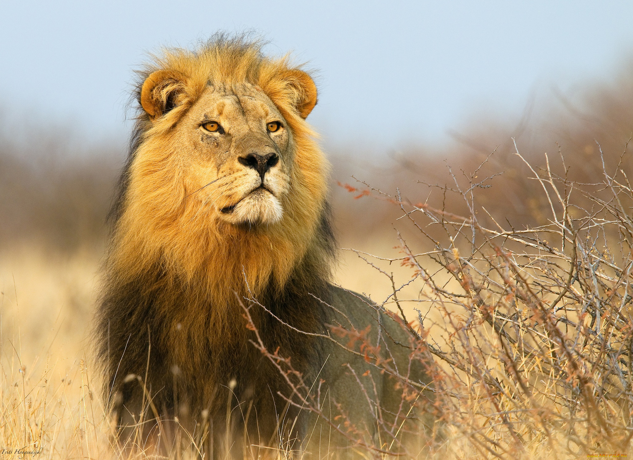 животные, львы, африка, лев, кусты