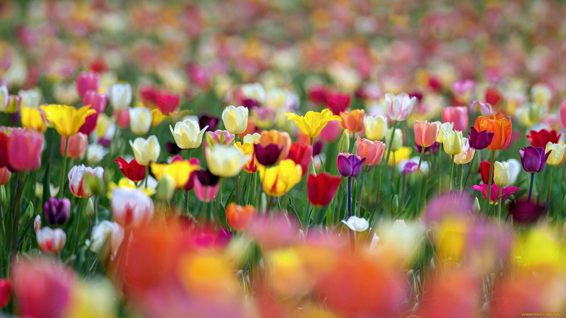 цветы, тюльпаны, боке, краски, весна