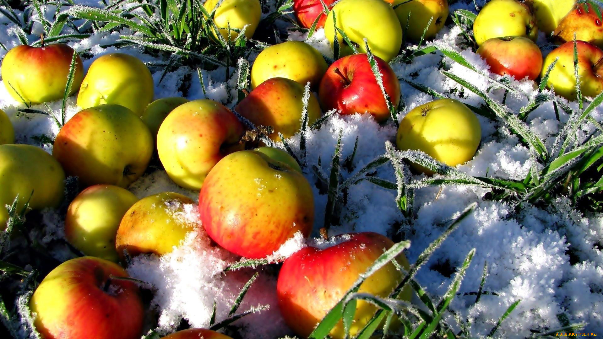 еда, Яблоки, яблоки, снег, трава