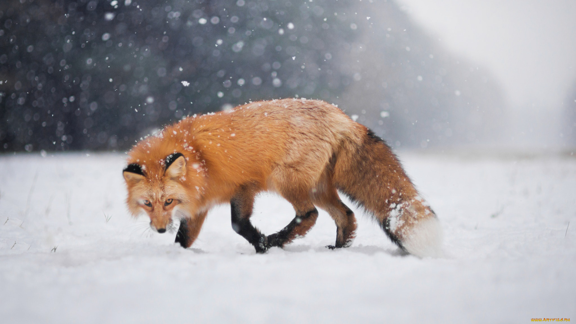 животные, лисы, снег, взгляд, боке, зима, лис, лиса