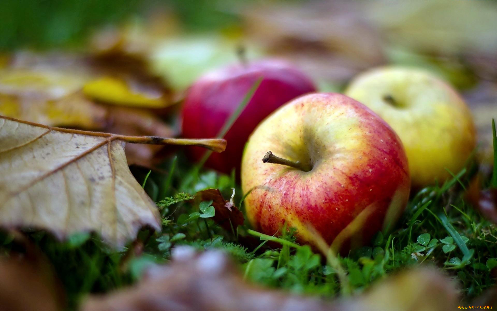 еда, Яблоки, яблоки, листья, осень