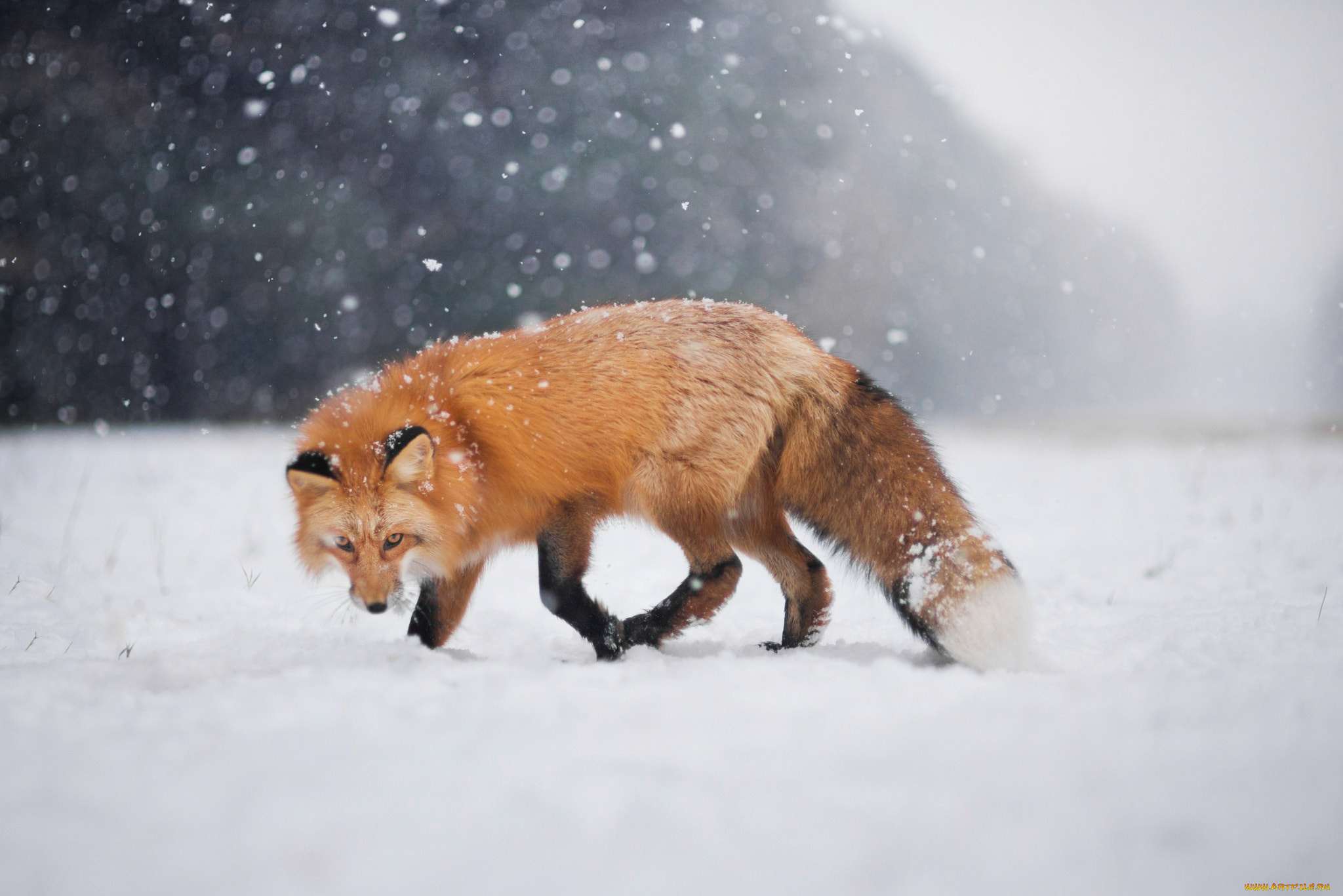 животные, лисы, снег, взгляд, боке, зима, лис, лиса