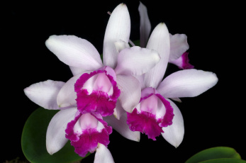 Картинка цветы орхидеи экзотика лепестки