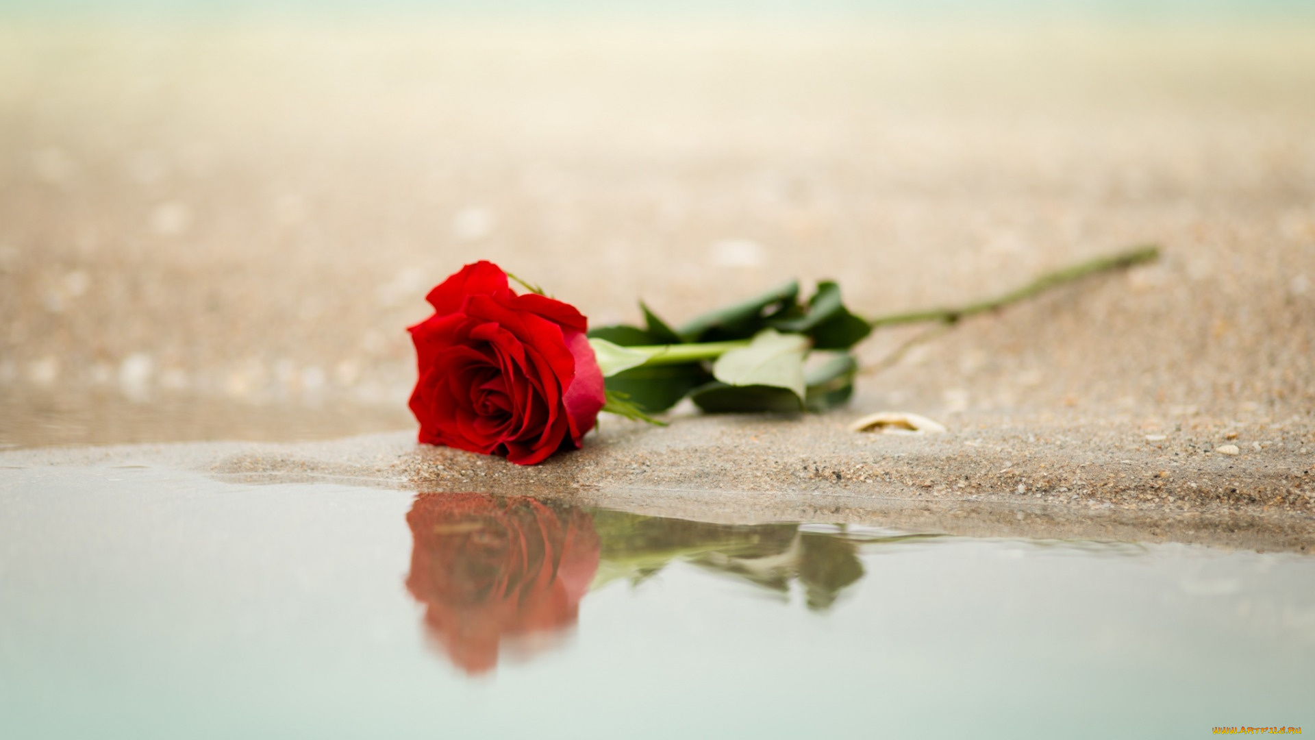 цветы, розы, песок, вода, одинокая