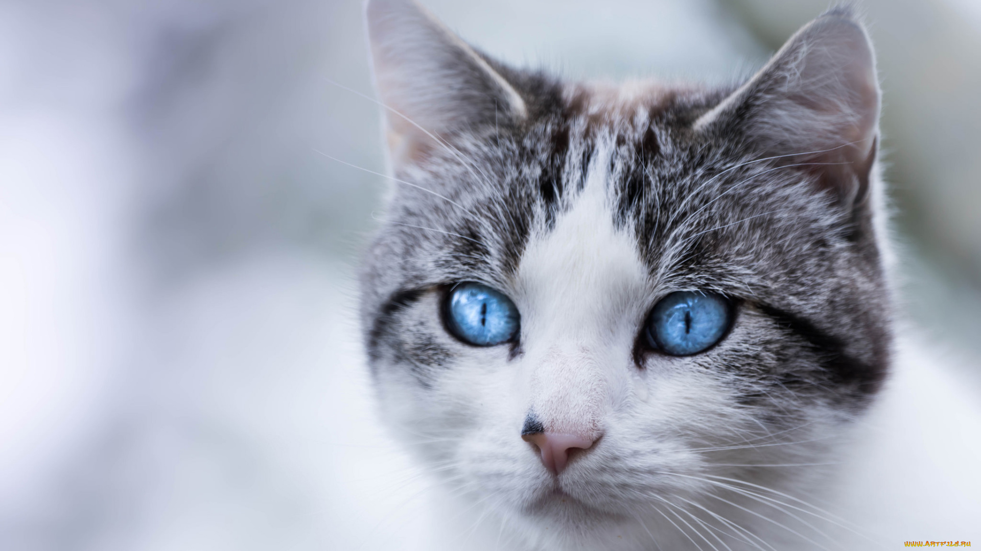 животные, коты, кот, кошка, мордочка, голубые, глаза, взгляд, портрет