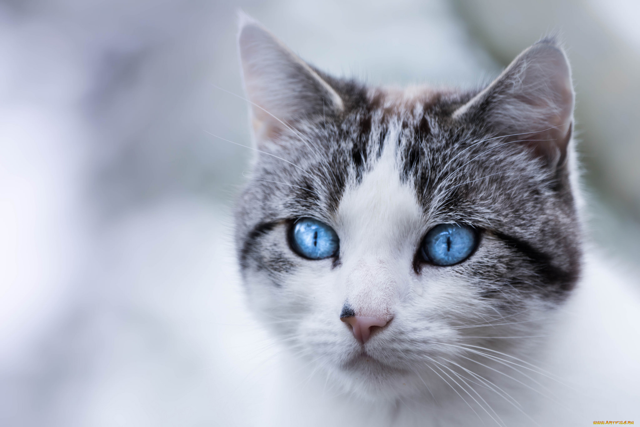 животные, коты, кот, кошка, мордочка, голубые, глаза, взгляд, портрет