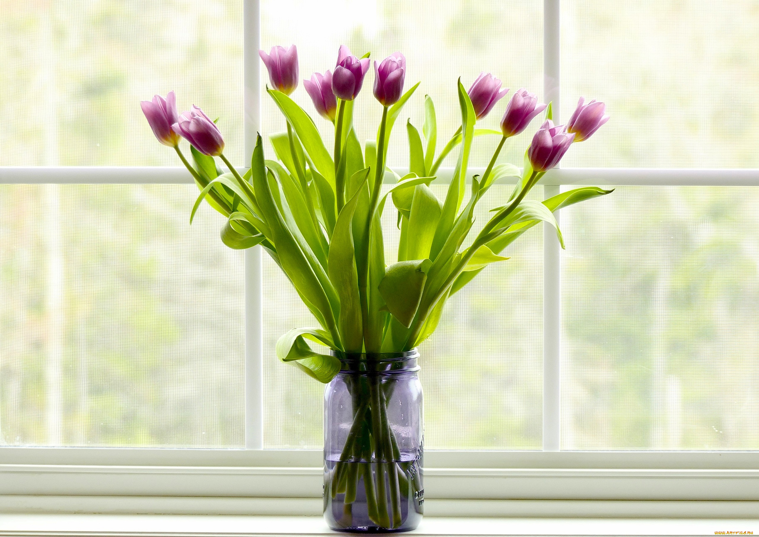 цветы, тюльпаны, букет, банка, окно