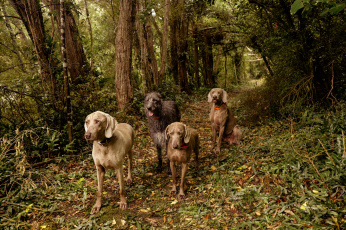 Картинка животные собаки собачки