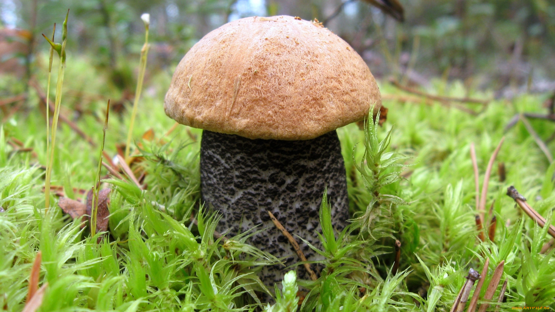 природа, грибы, подосиновик, большой