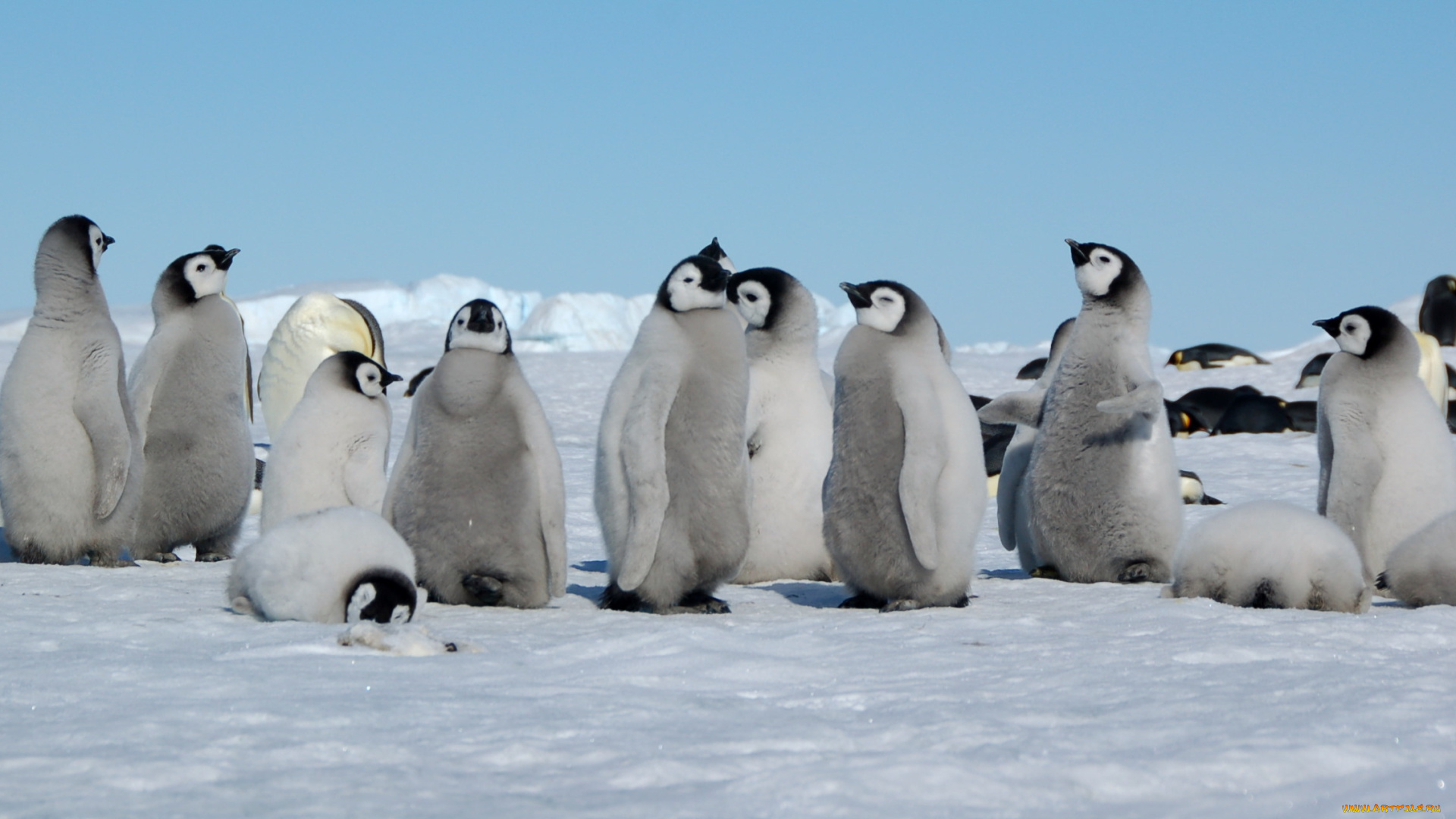 животные, пингвины, снег, стая, пингвинята