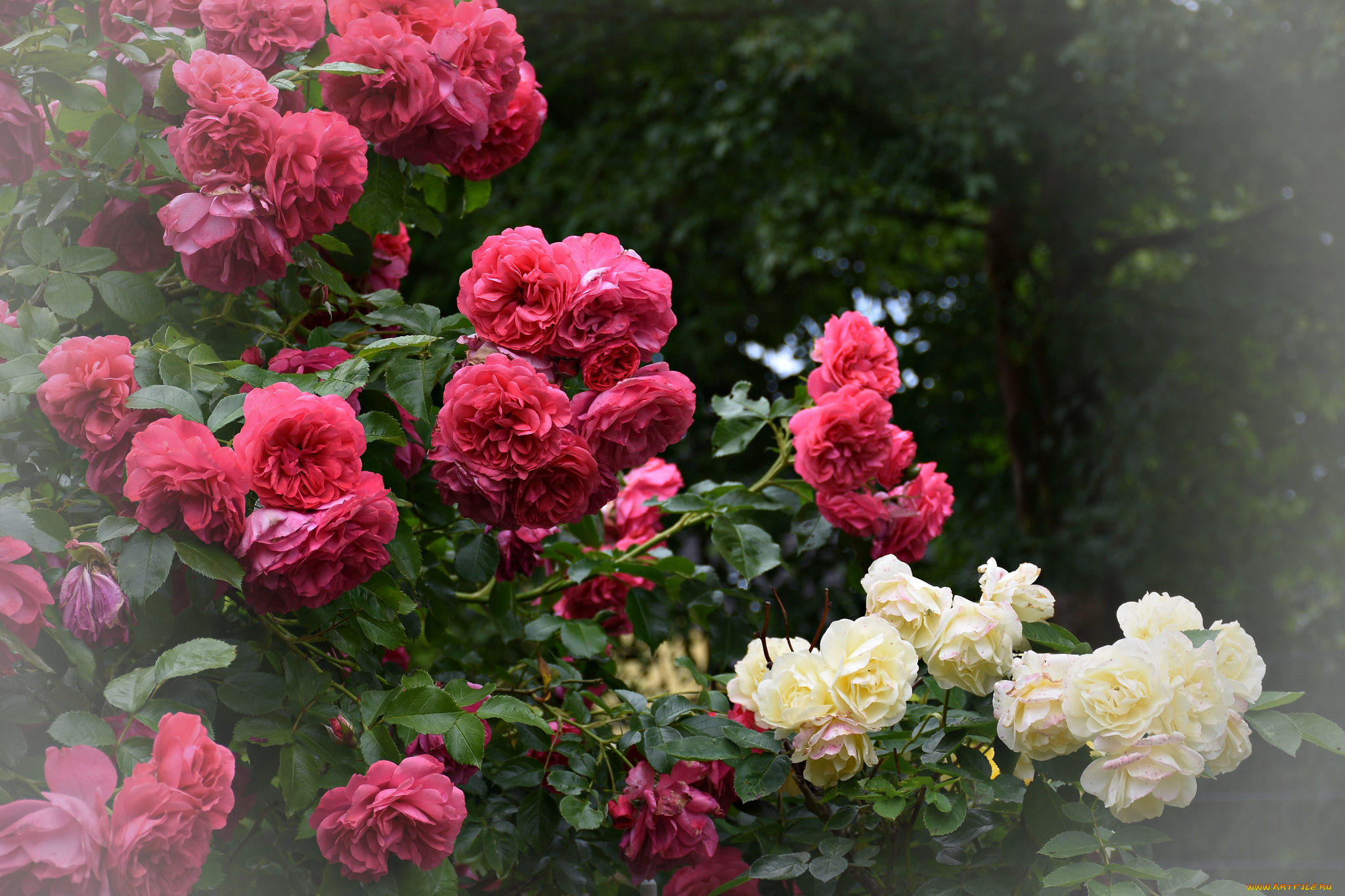 цветы, розы, листья, розовая, роза, цветение, лепестки