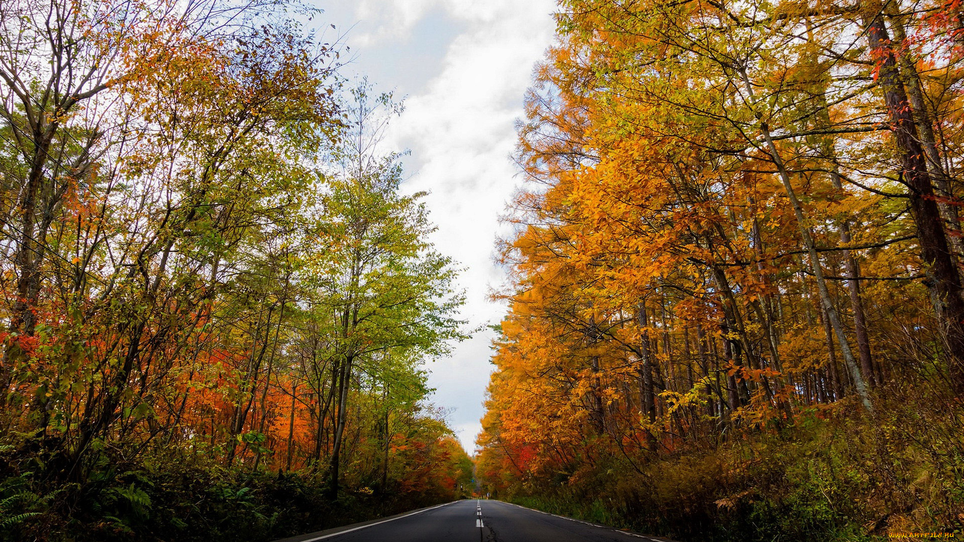 природа, дороги, осень, шоссе, листья