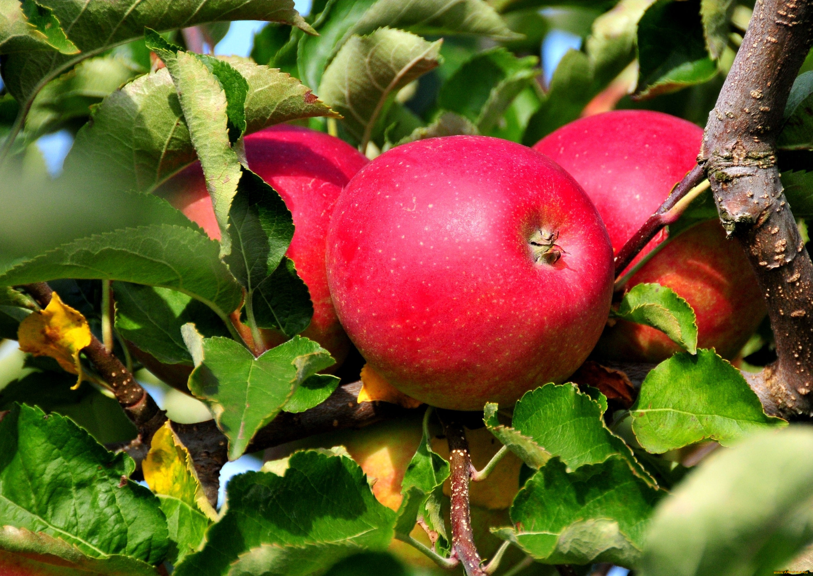 природа, плоды, яблоки, ветка, малиновый