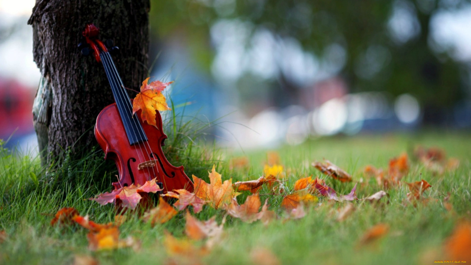 музыка, -музыкальные, инструменты, скрипка, листья, природа, растения, дерево