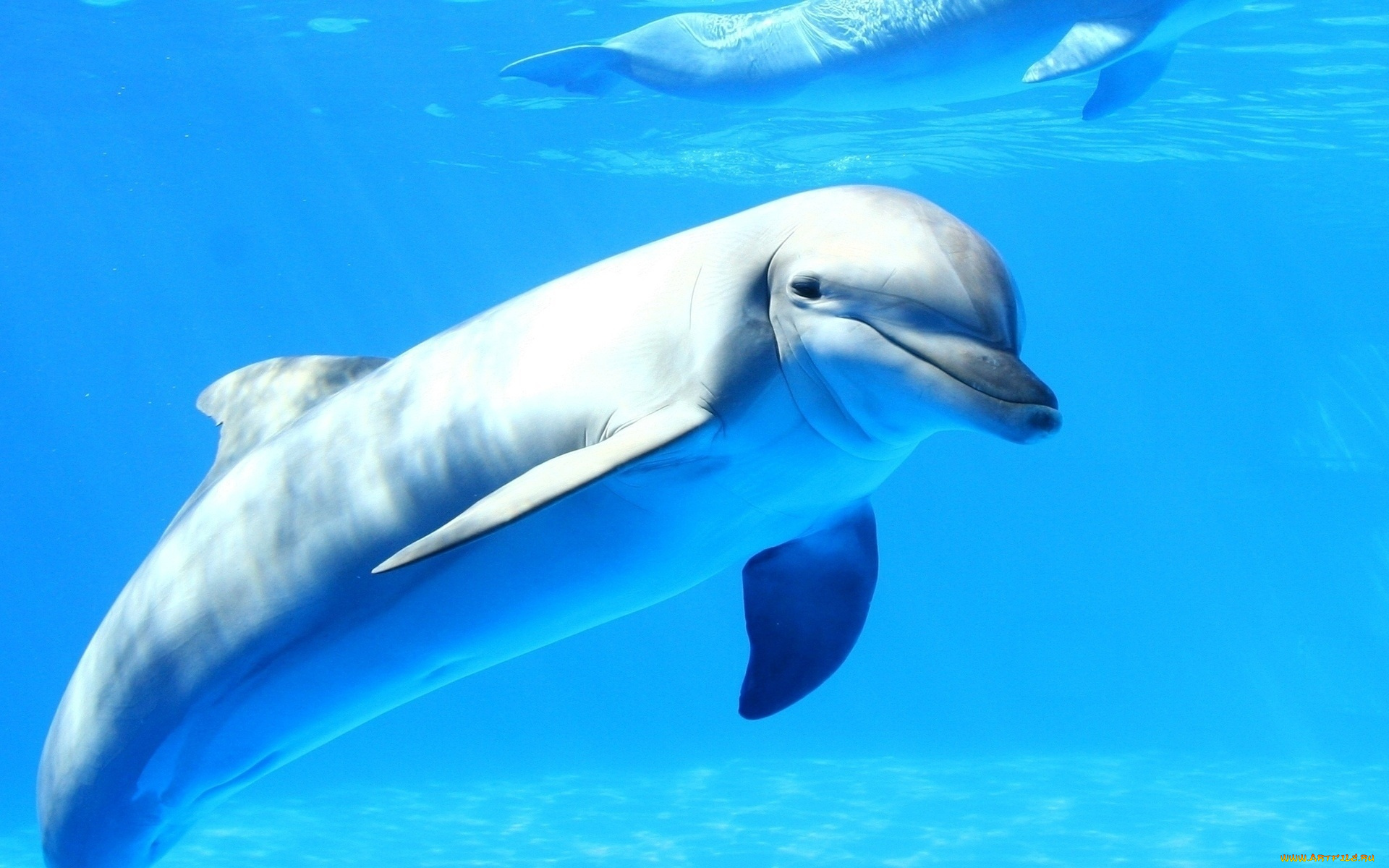 животные, дельфины, вода