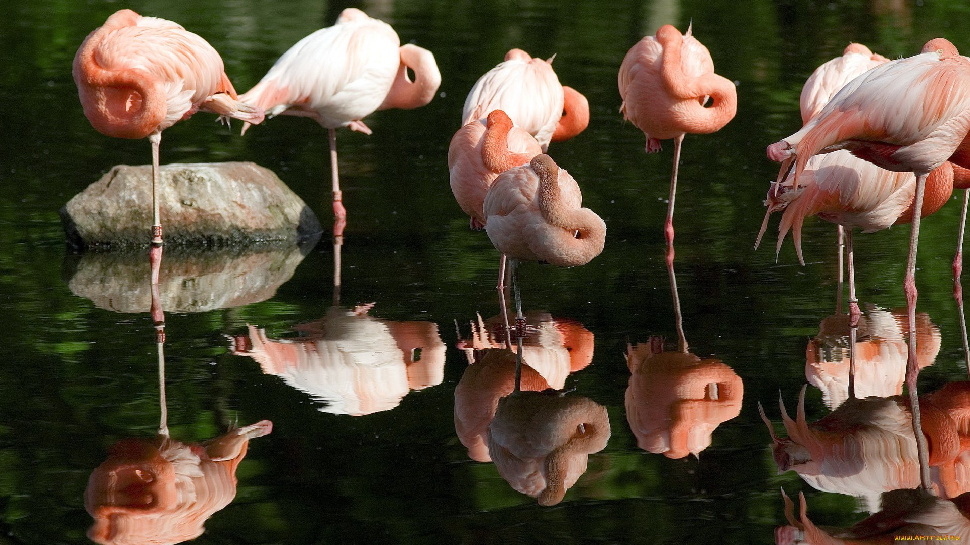животные, фламинго, вода, камень, отражение