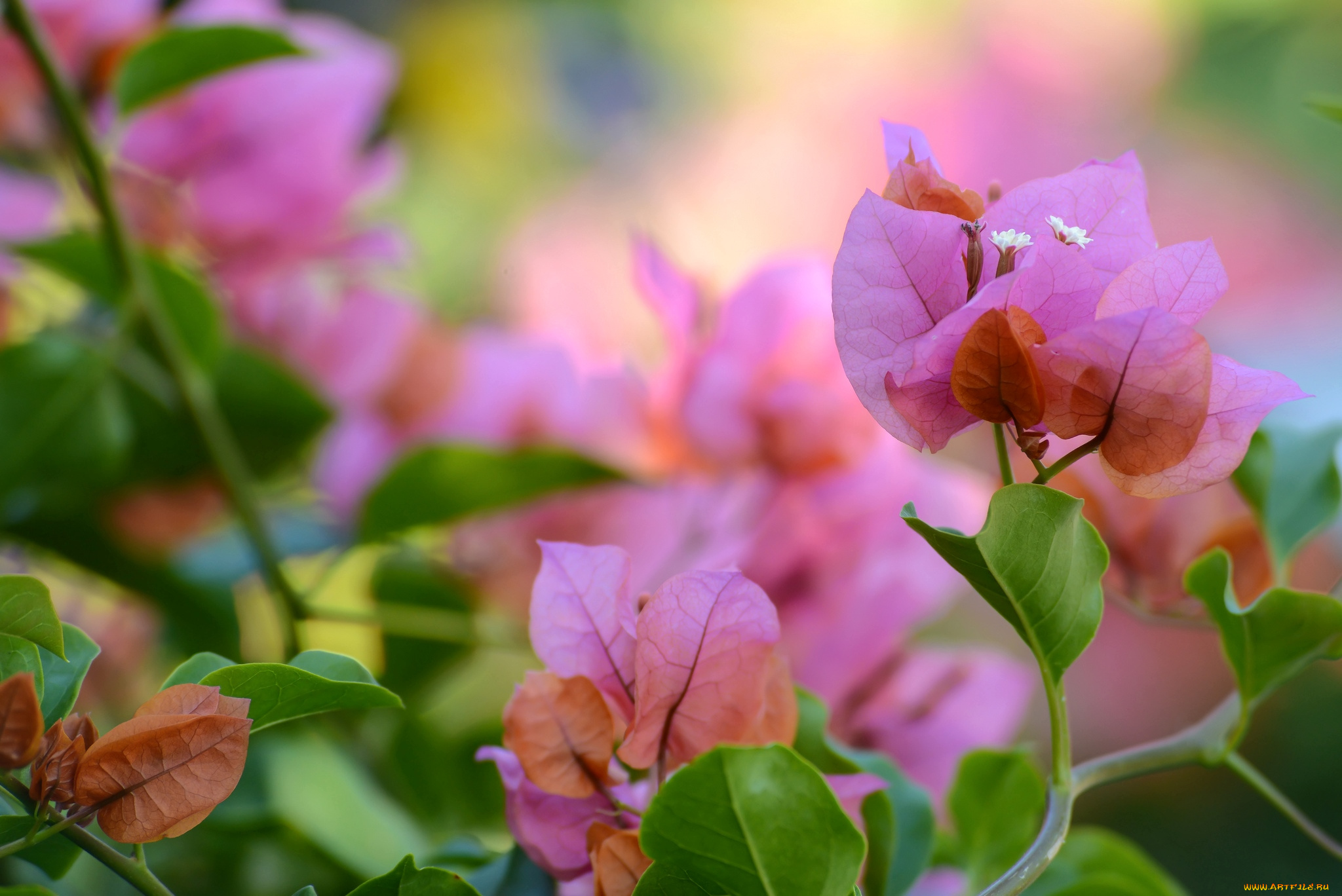 цветы, бугенвиллея, розовый