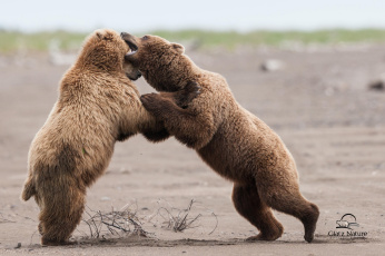 обоя животные, медведи, борьба