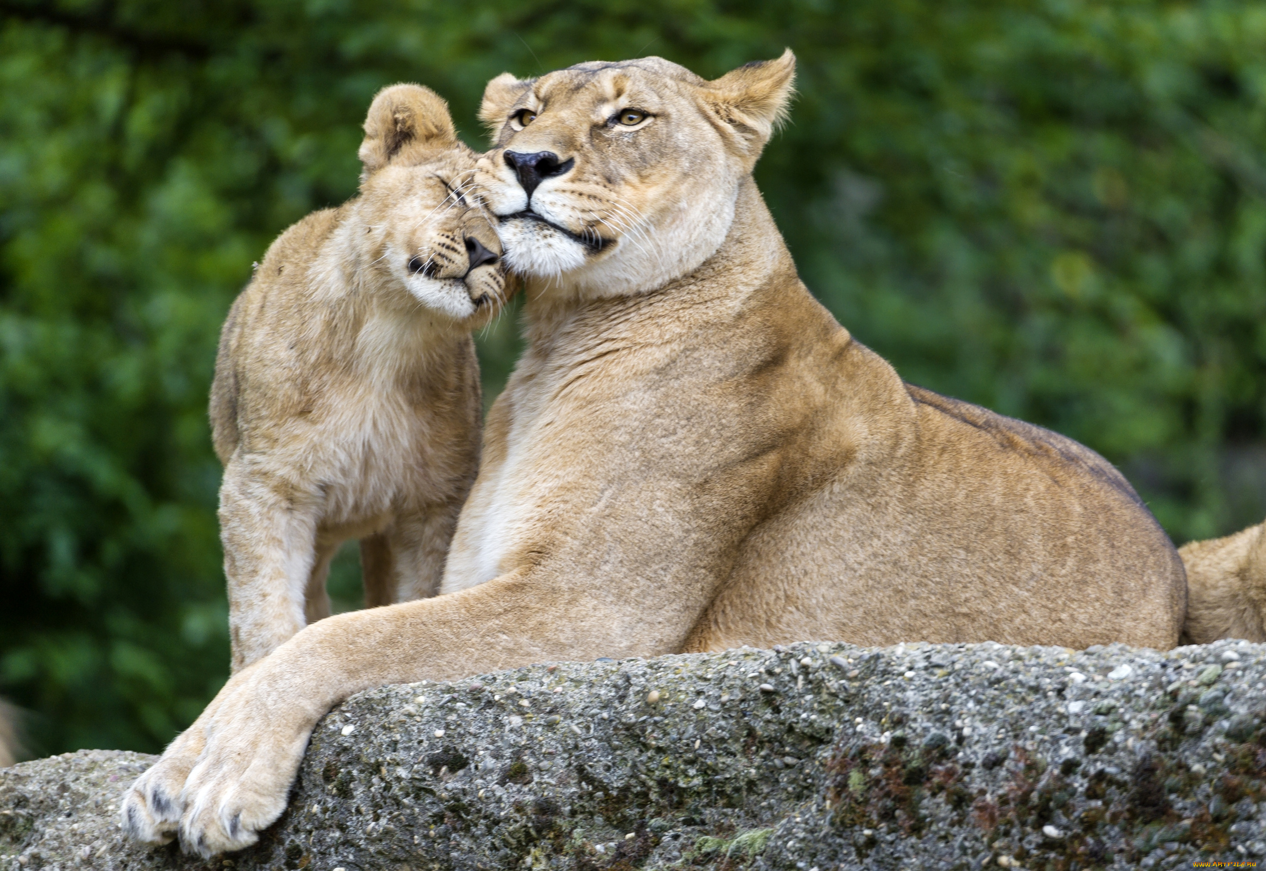 животные, львы, любовь