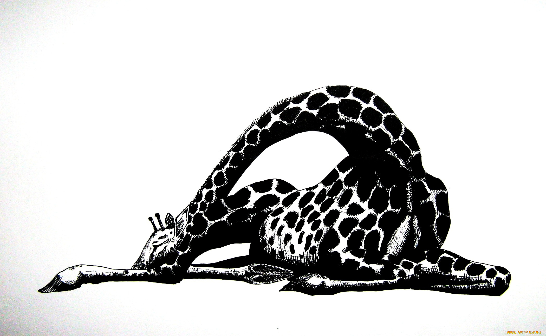 рисованное, животные, графика, жираф, черно-белый