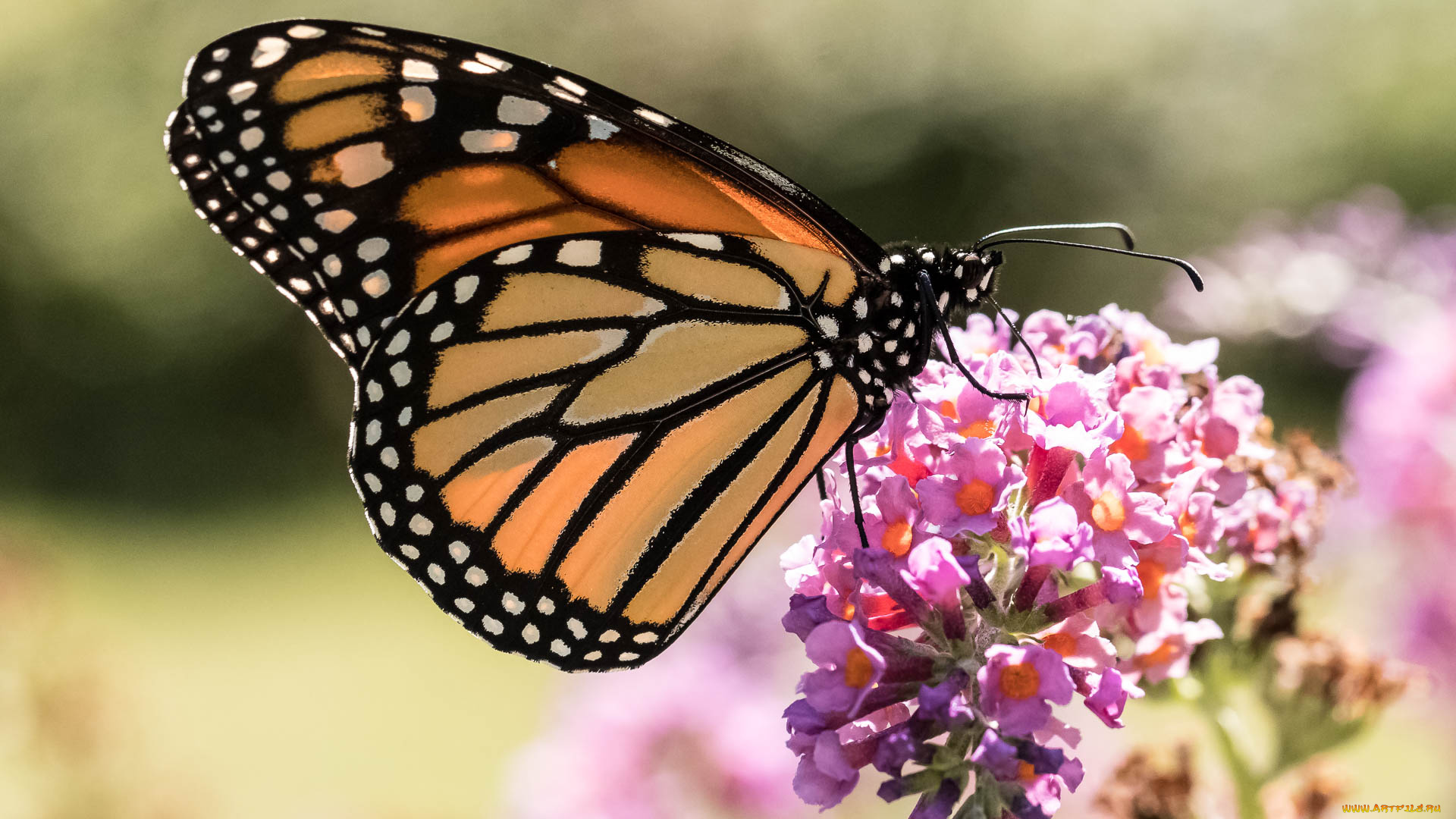 животные, бабочки, , мотыльки, , моли, бабочка, brightness, butterfly, colors, расцветка, яркость