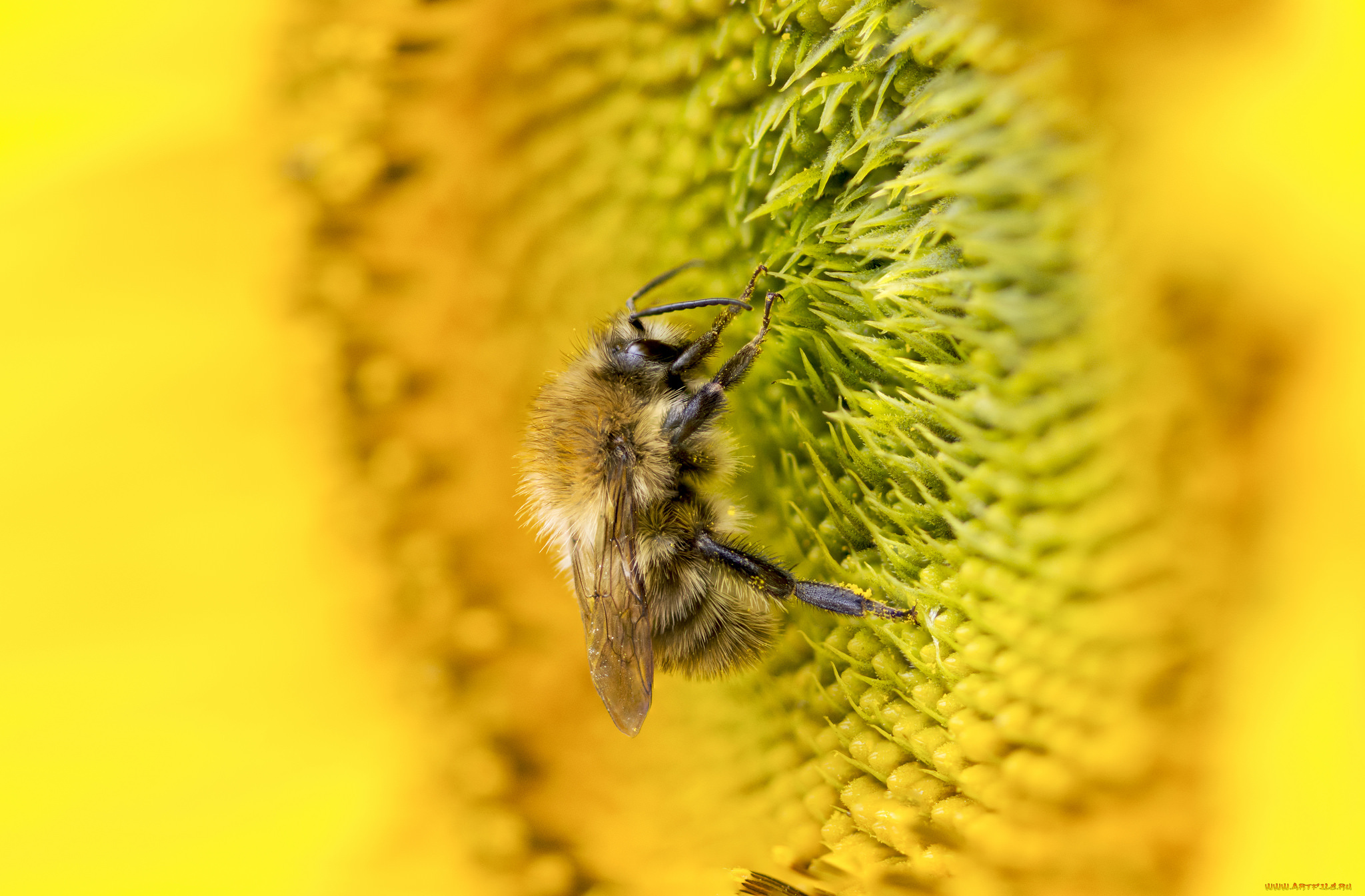 животные, пчелы, , осы, , шмели, пыльца, пчела, подсолнух, макро