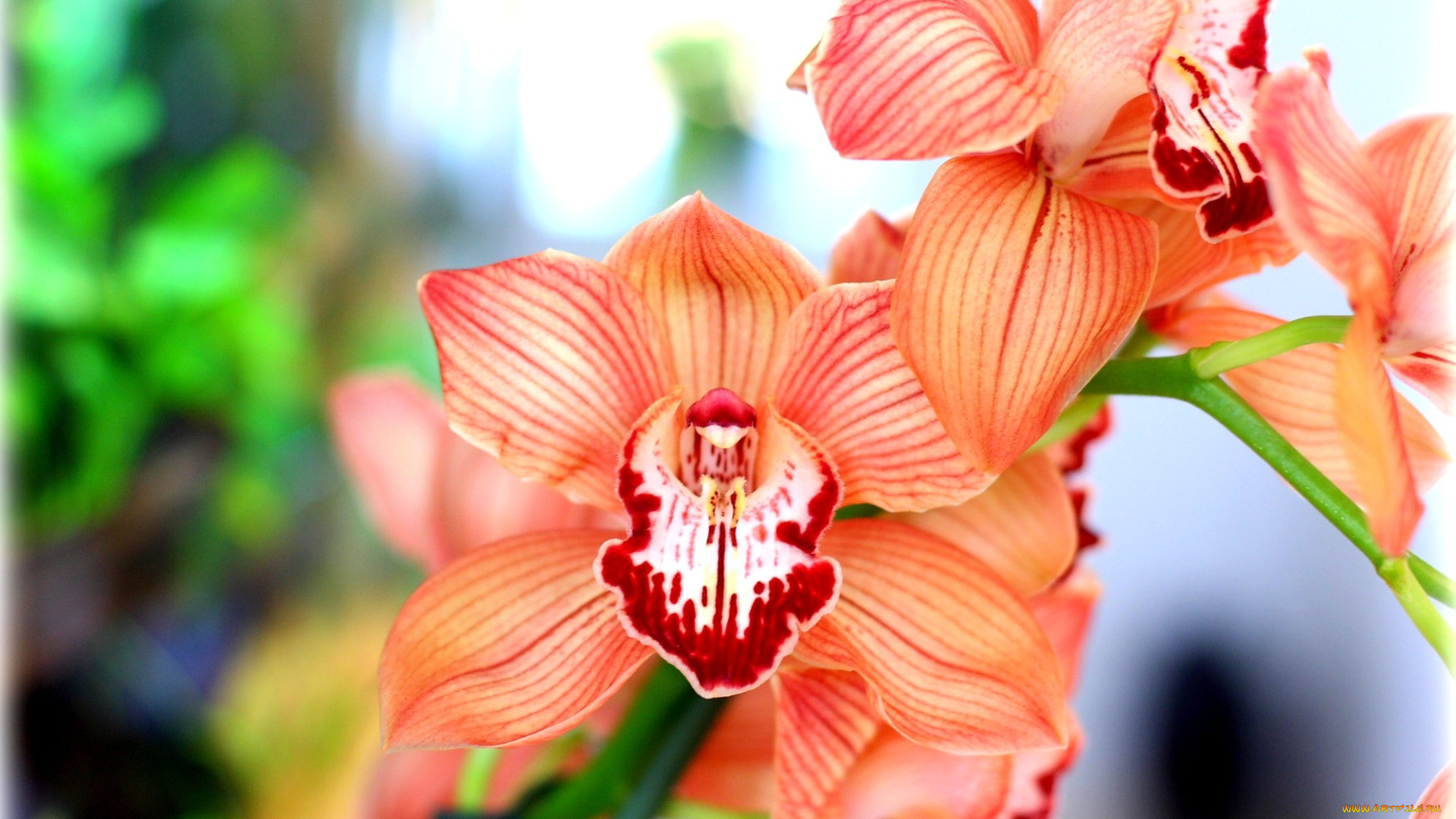 цветы, орхидеи, оранжевый, экзотика