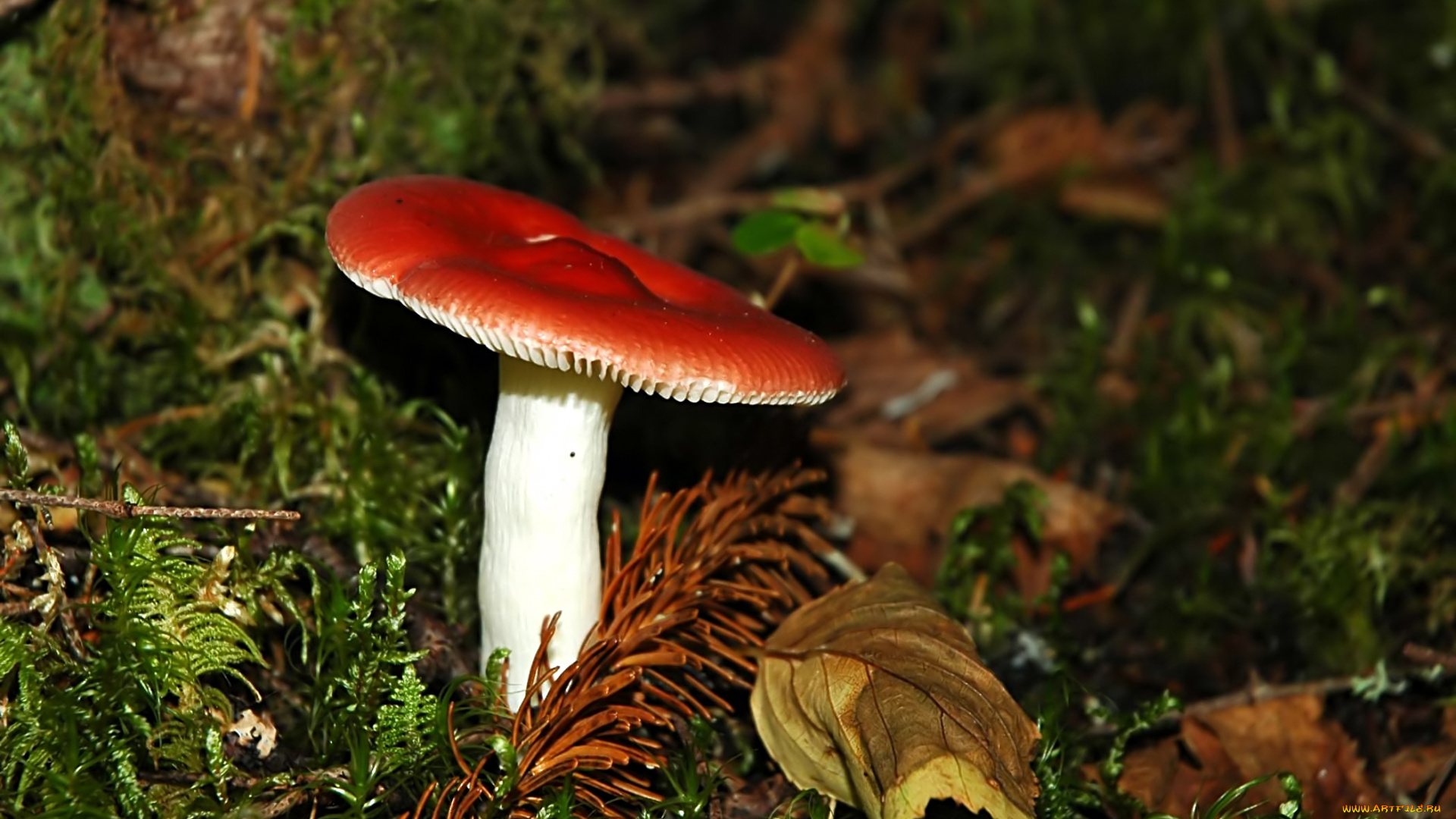 природа, грибы, гриб