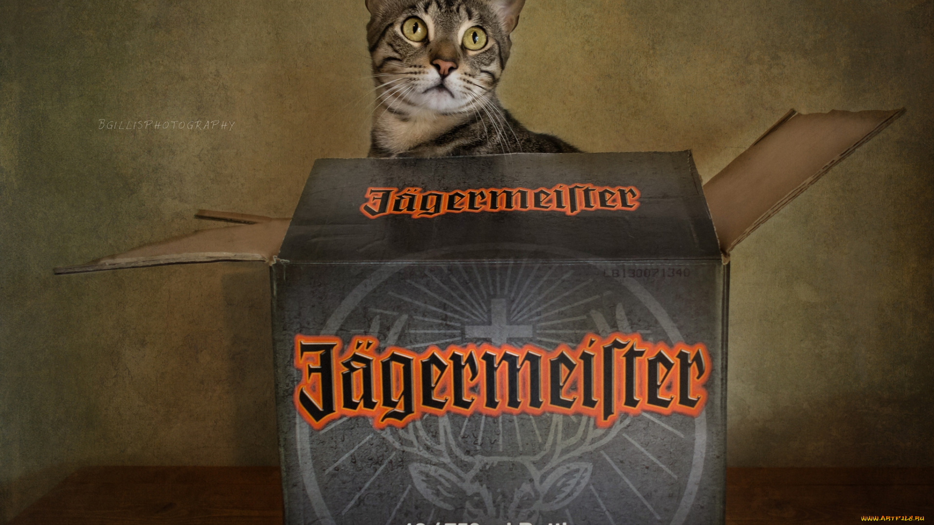 j&, 228, germeister, бренды, кот, егермейстер, коробка, кошка