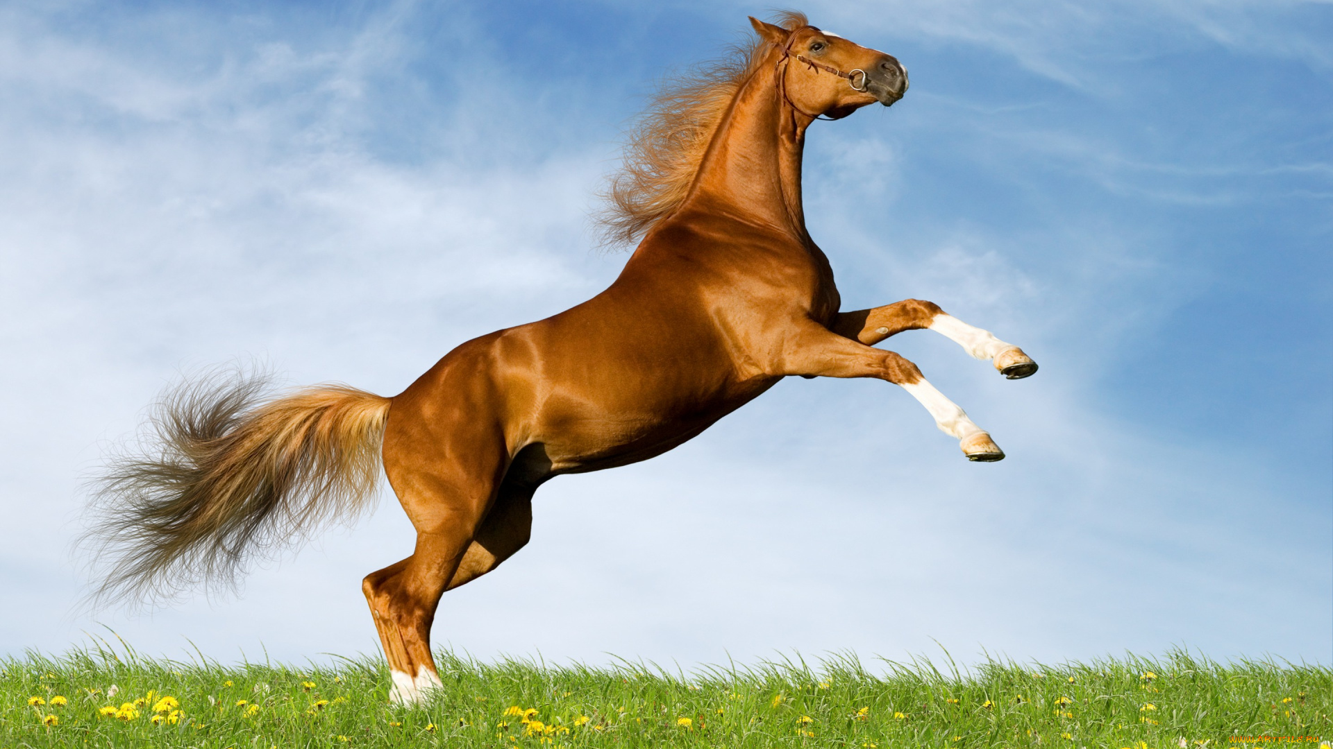 животные, лошади, лето, небо, поле, коричневый, конь, лошадь, резвится, одуванчики