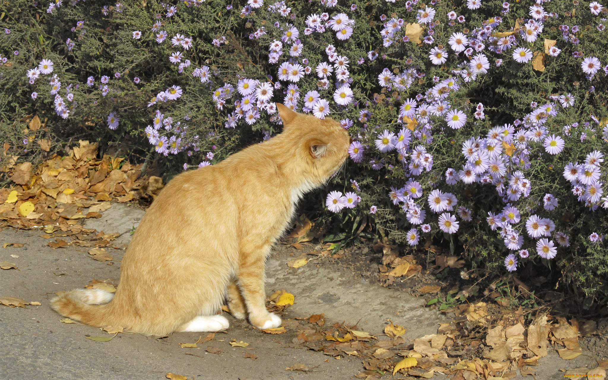 животные, коты, рыжик, осень, цветы