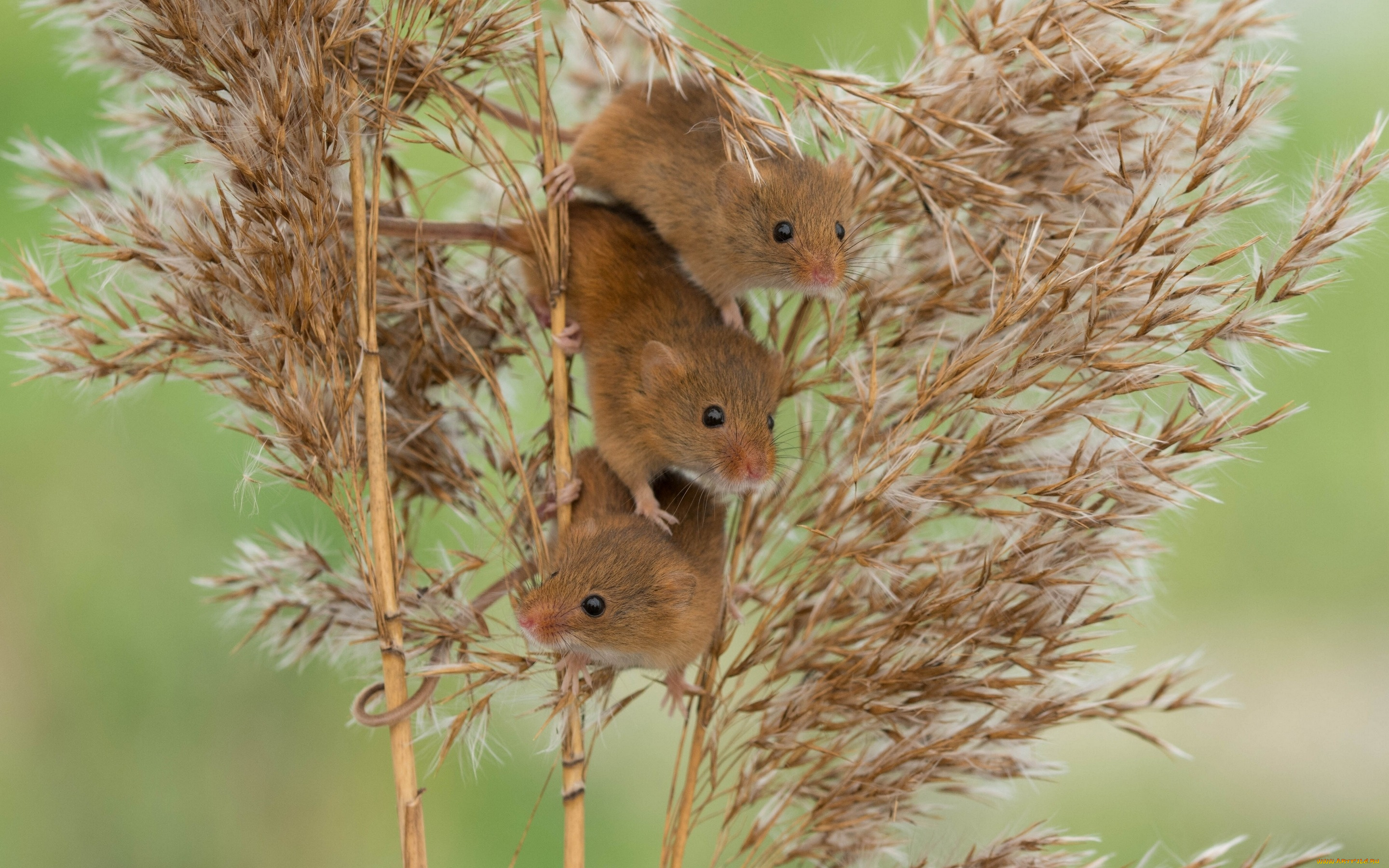 животные, крысы, , мыши, троица, трио, мыши, мышь-малютка, harvest, mouse, камыш