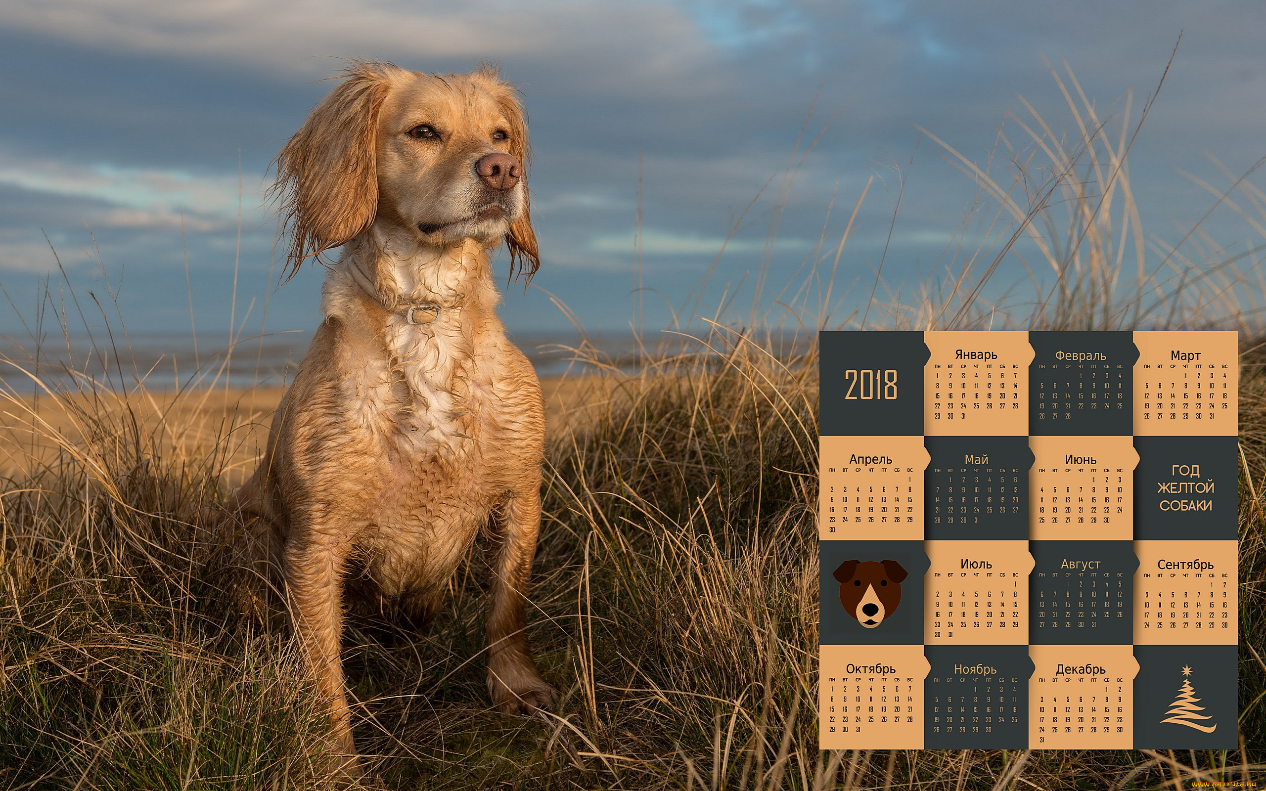 календари, животные, трава, собака, 2018, взгляд, природа