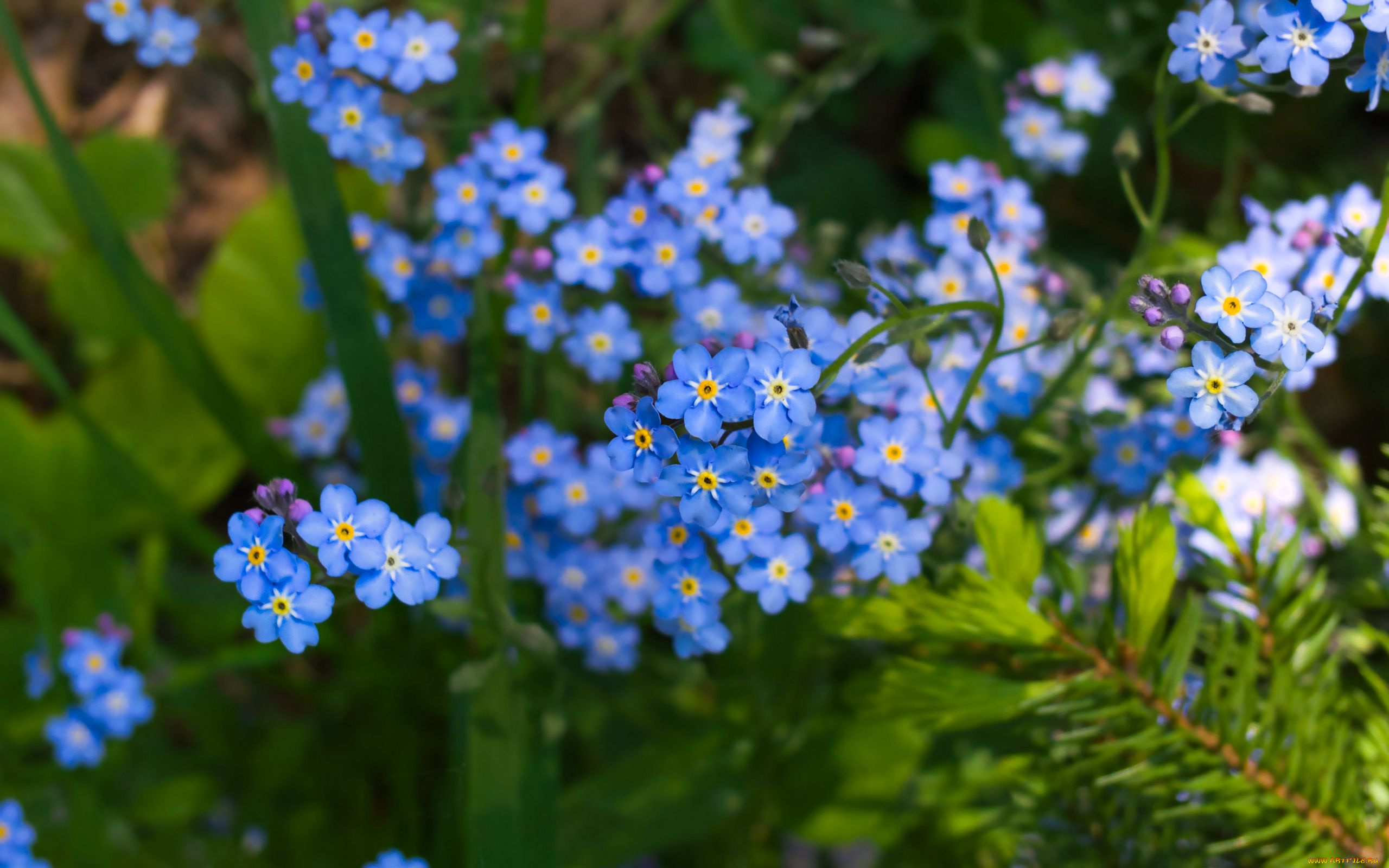 цветы, незабудки, голубые, много