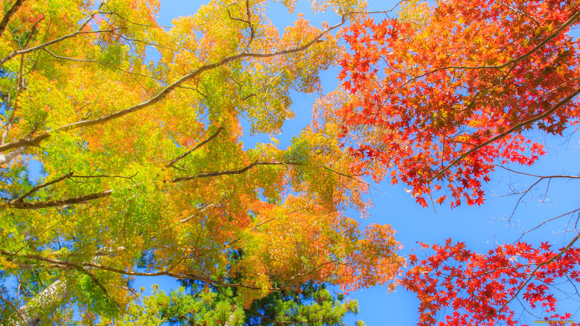 природа, деревья, осень, небо, ветки, листья, ярко, багрянец