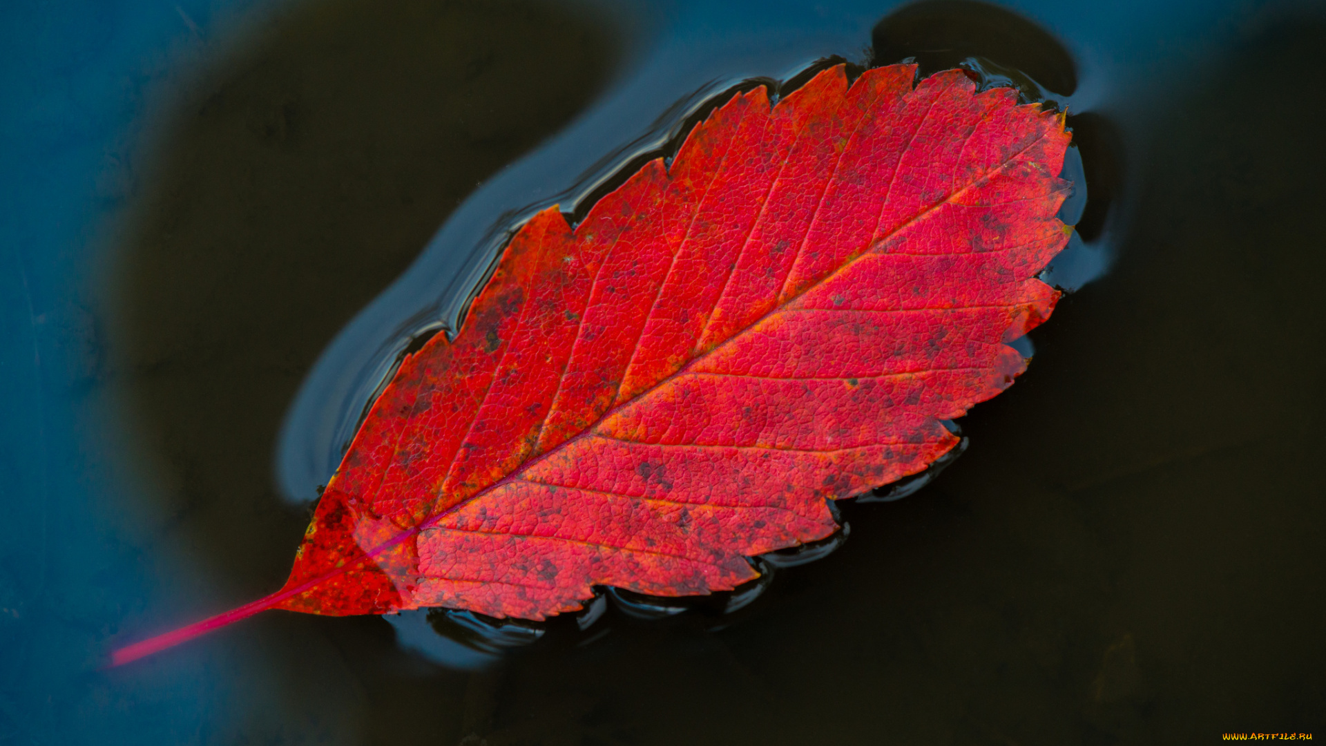 природа, листья, лист, вода, красный, макро, осень