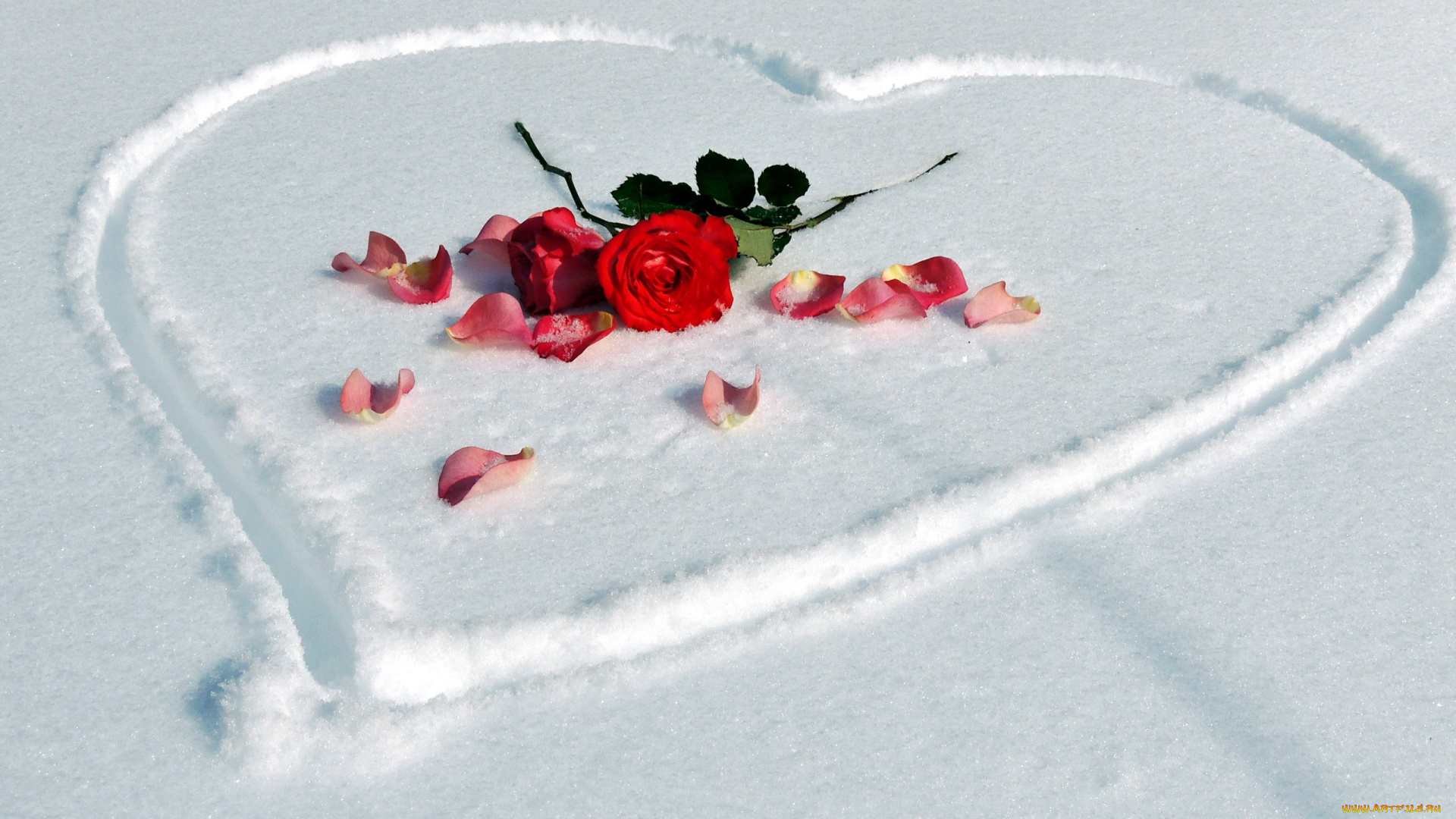 цветы, розы, лепестки, алый, сердце, снег
