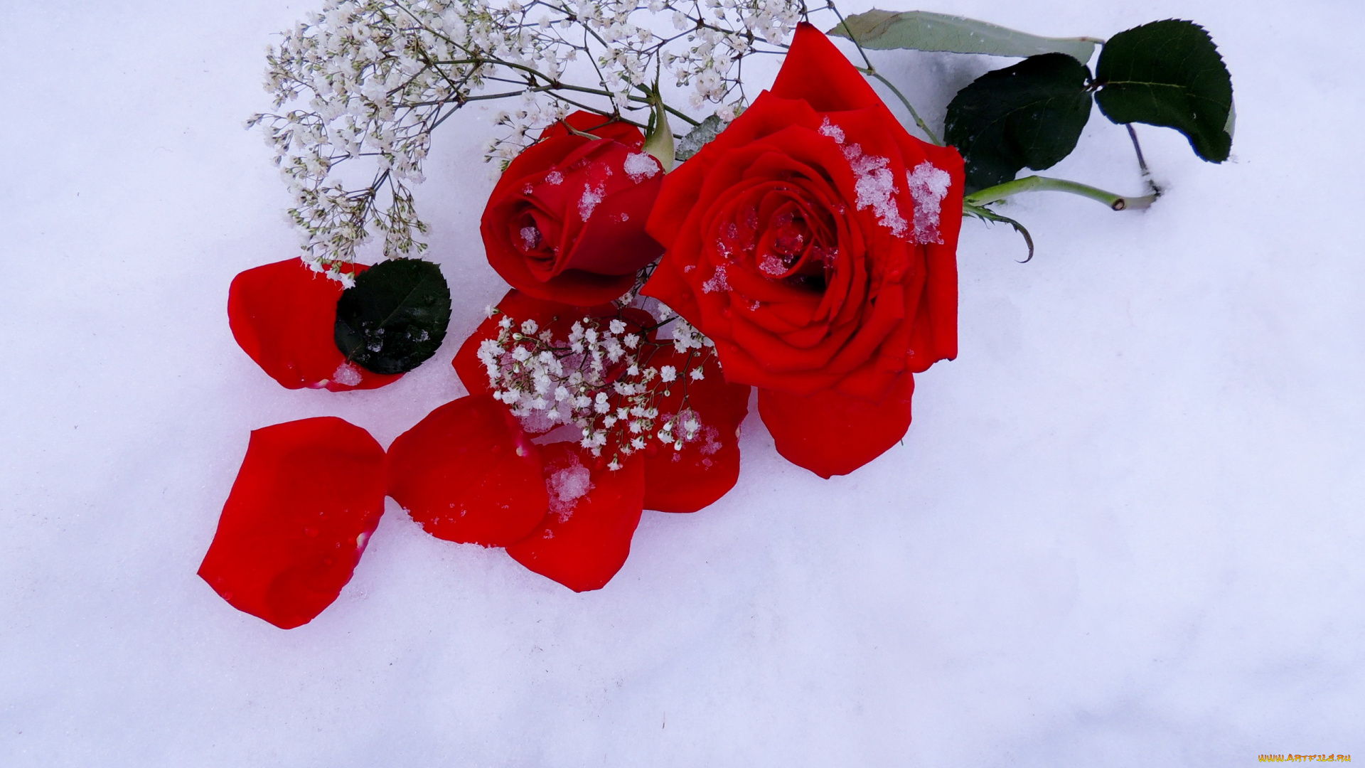 цветы, розы, снег, алый, лепестки
