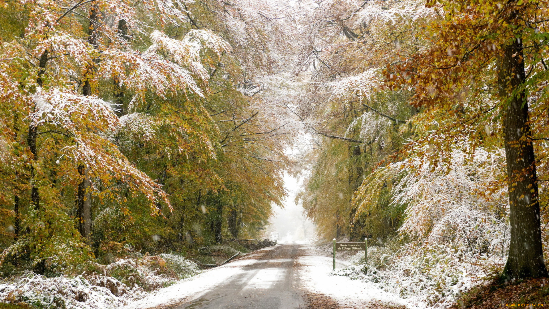 природа, дороги, лес, снег, осень, дорога