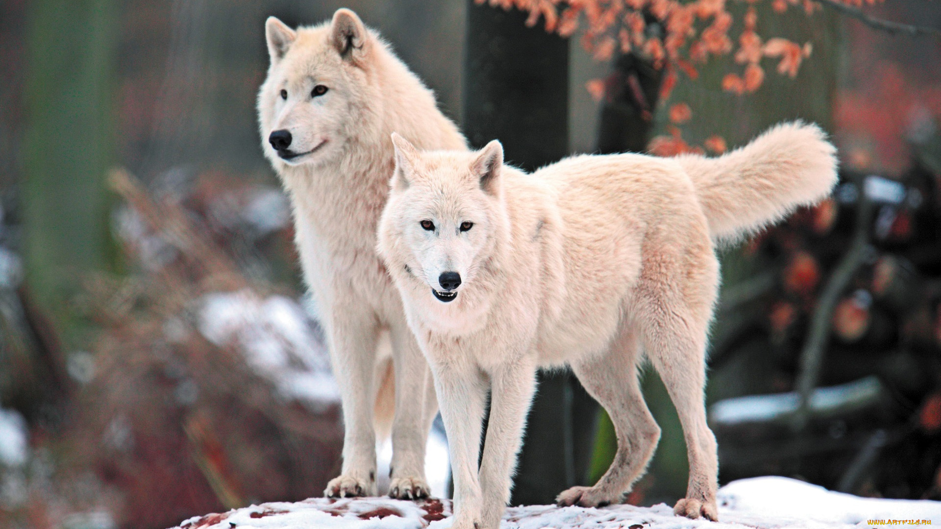 животные, волки, , койоты, , шакалы, белые, снег