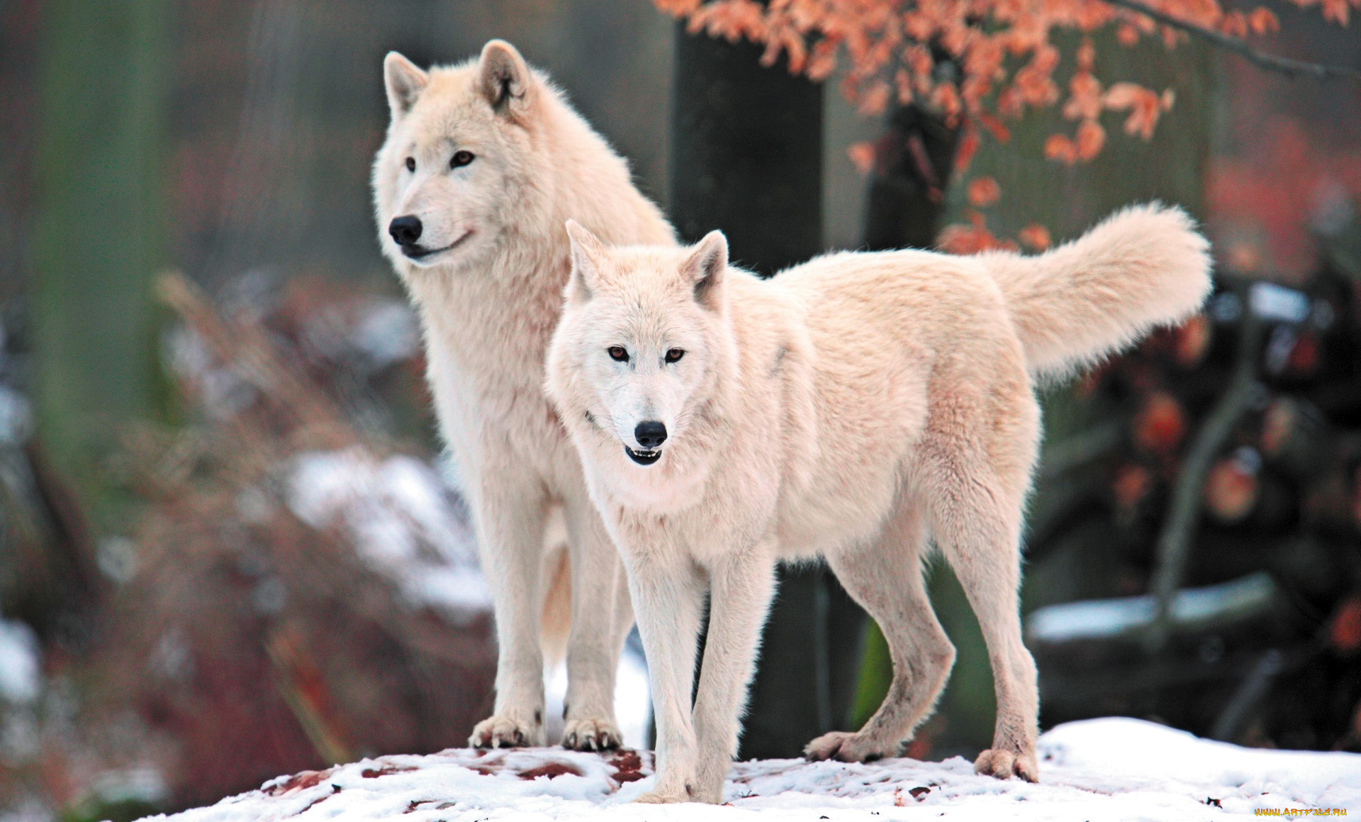 животные, волки, , койоты, , шакалы, белые, снег