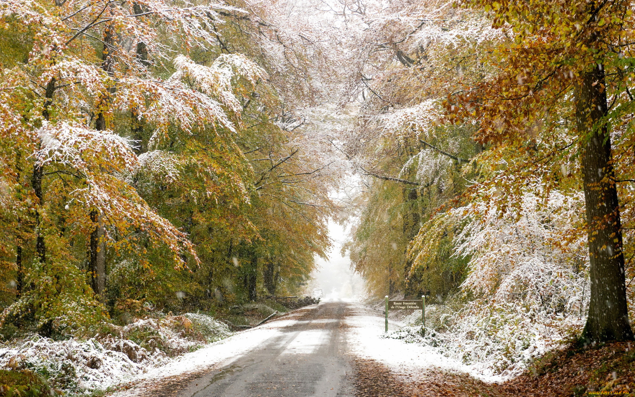природа, дороги, лес, снег, осень, дорога